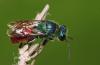 Chrysis clarinicollis